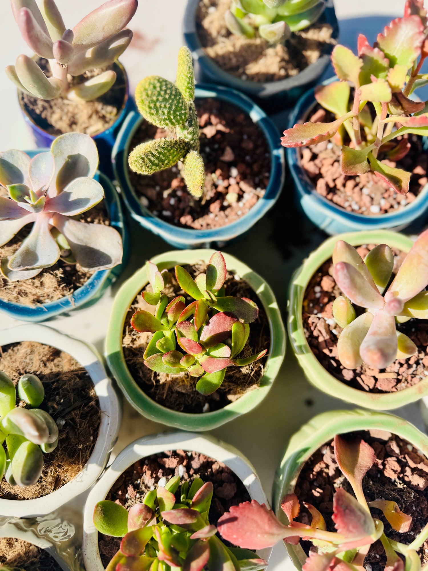 Succulents