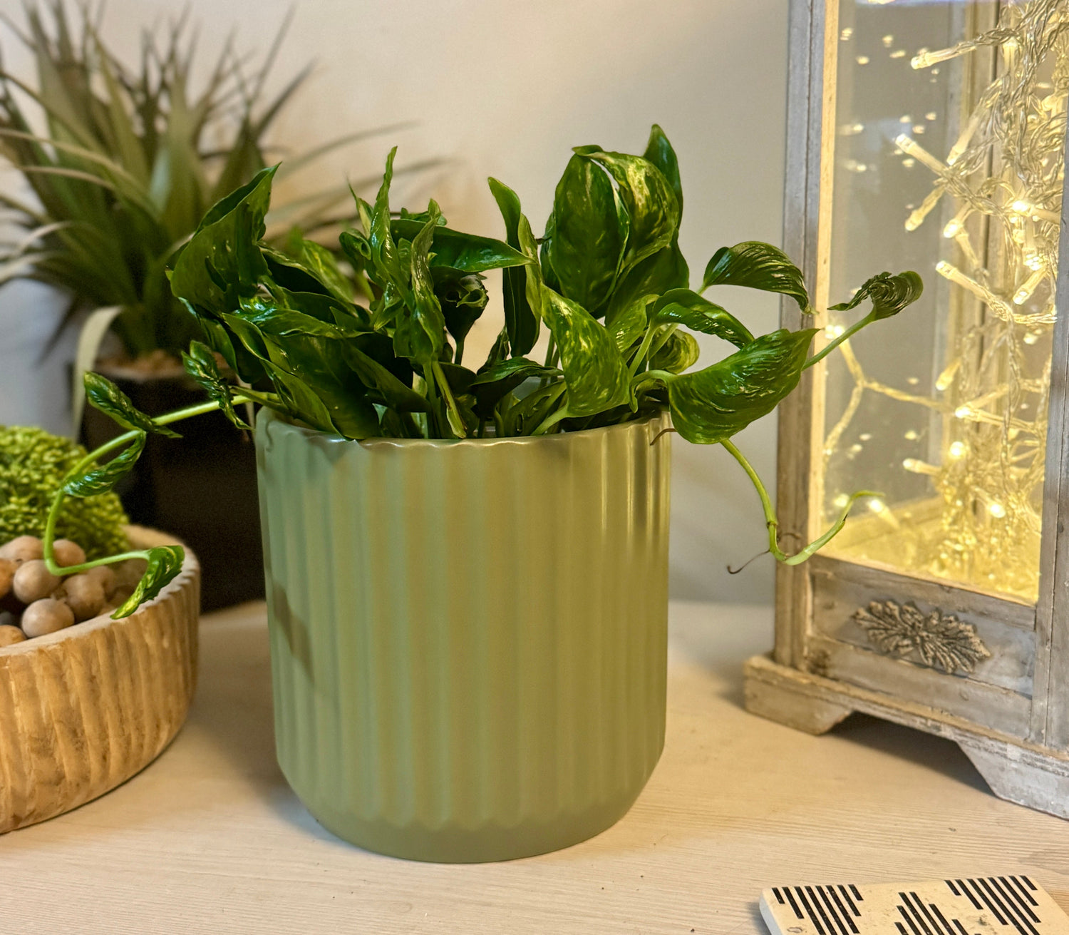 Plants In Pots