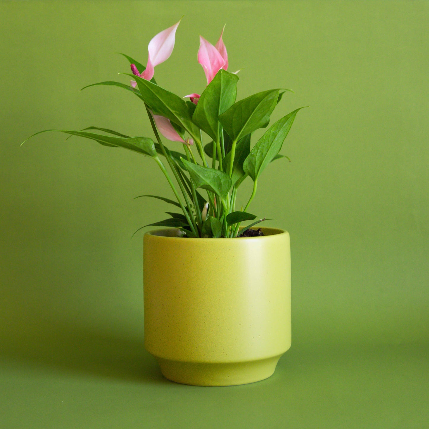 Mini Yellow Pot