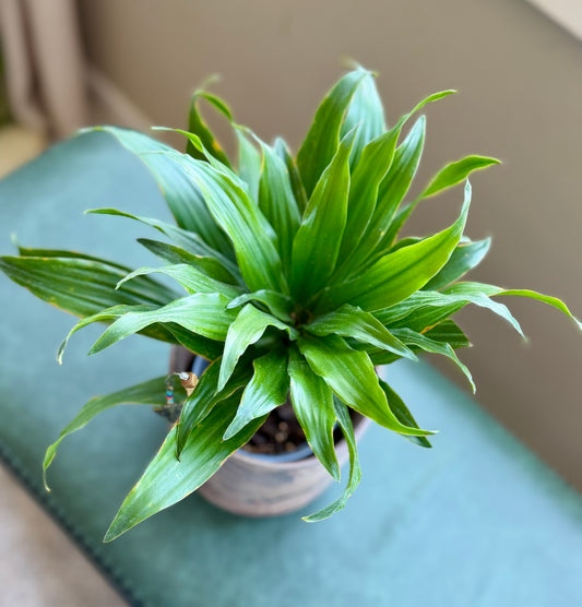 Dracaena in Marbled Pot