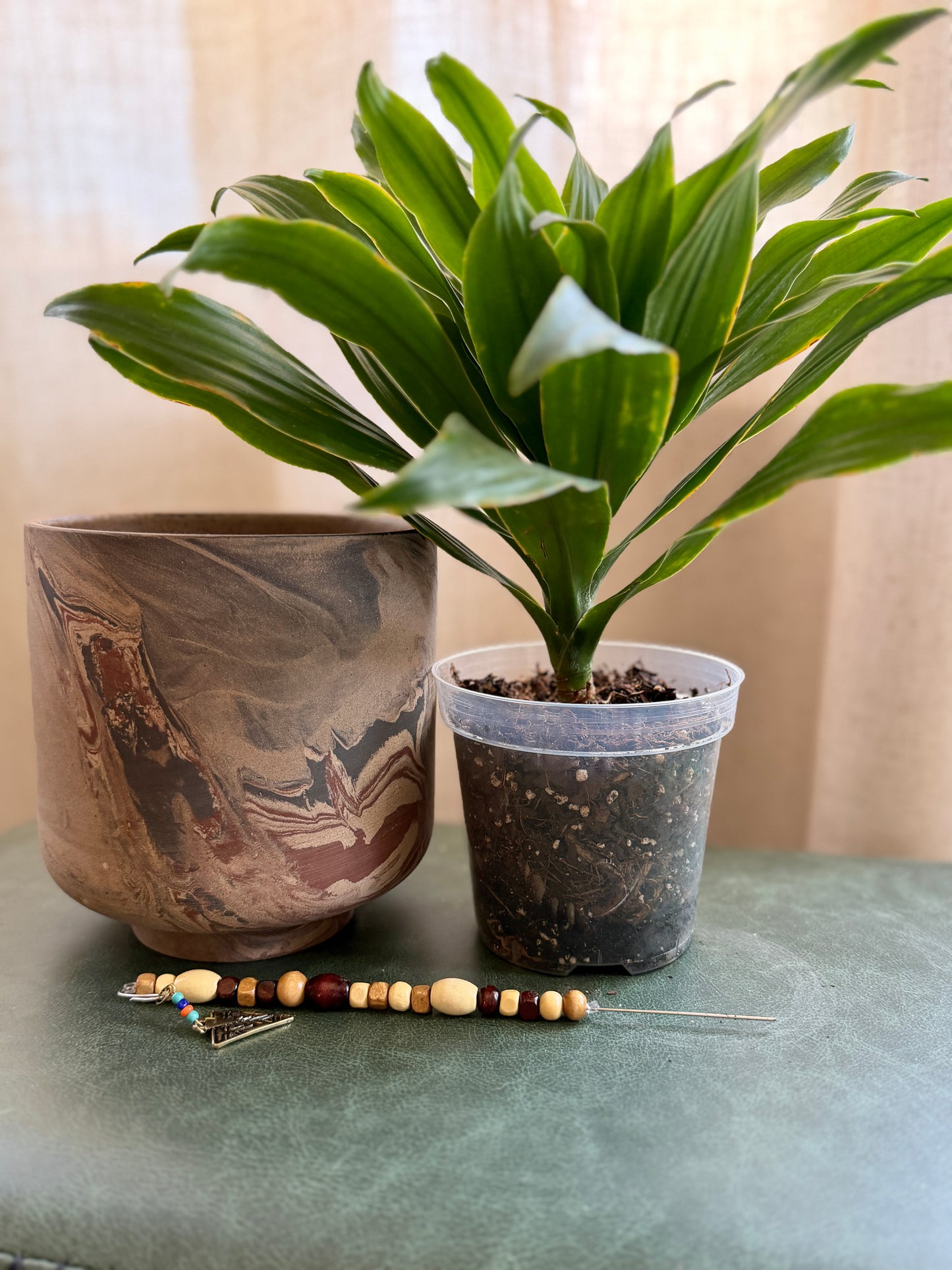 Dracaena in Marbled Pot