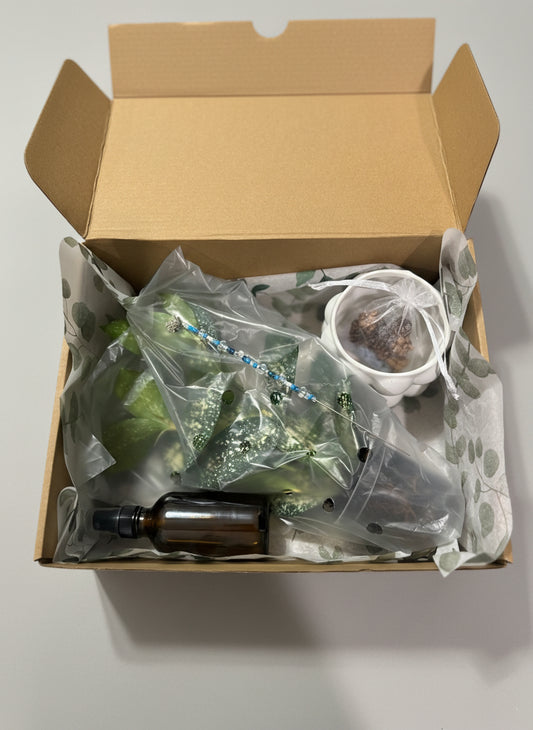 Winter Plant Box! ❄️ - Pre-Order - Will ship 12/05