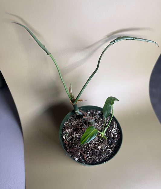 Philodendron Gloriosum — 6” Grower Pot🌿