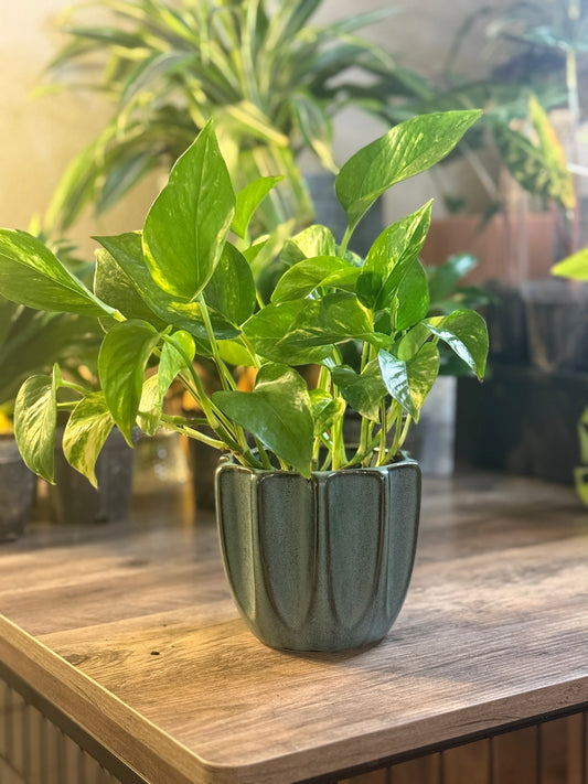 Ripple Ceramic Planter (4.75” x 4.75”) 🌿