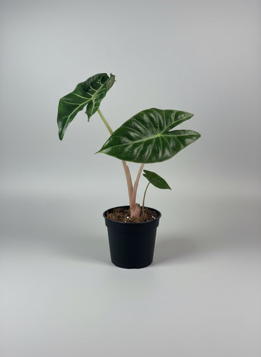 Alocasia ‘Pink Dragon’ (4” Grower Pot) 🌿