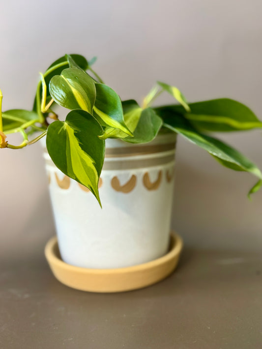 Neutral Arc Ceramic Planter + Saucer with Brazil Philodendron