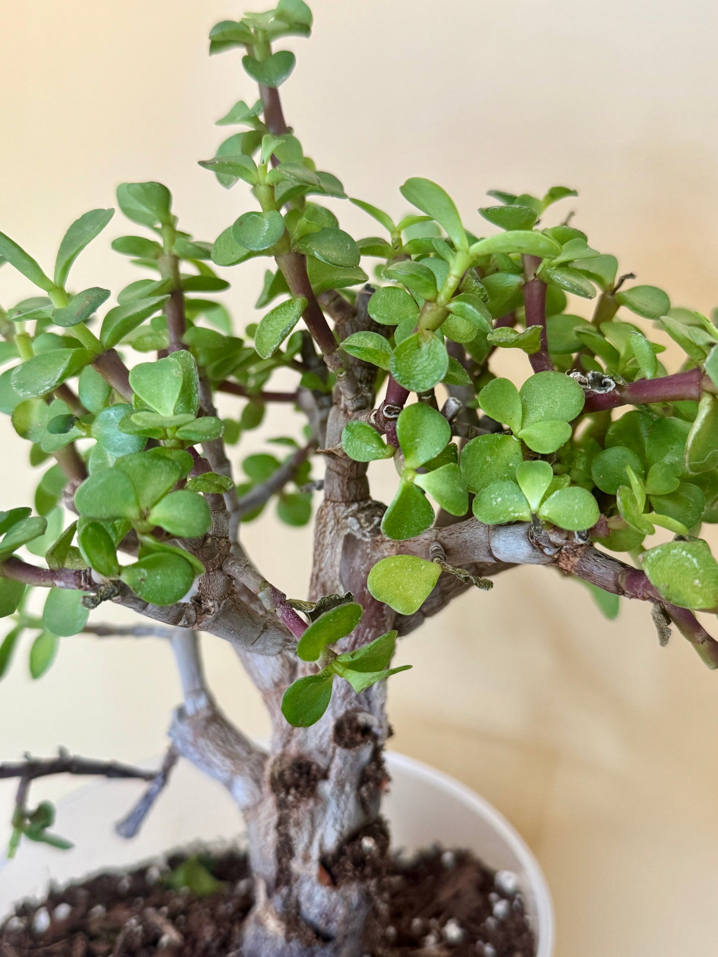 Bonsai Jade Dwarf Green