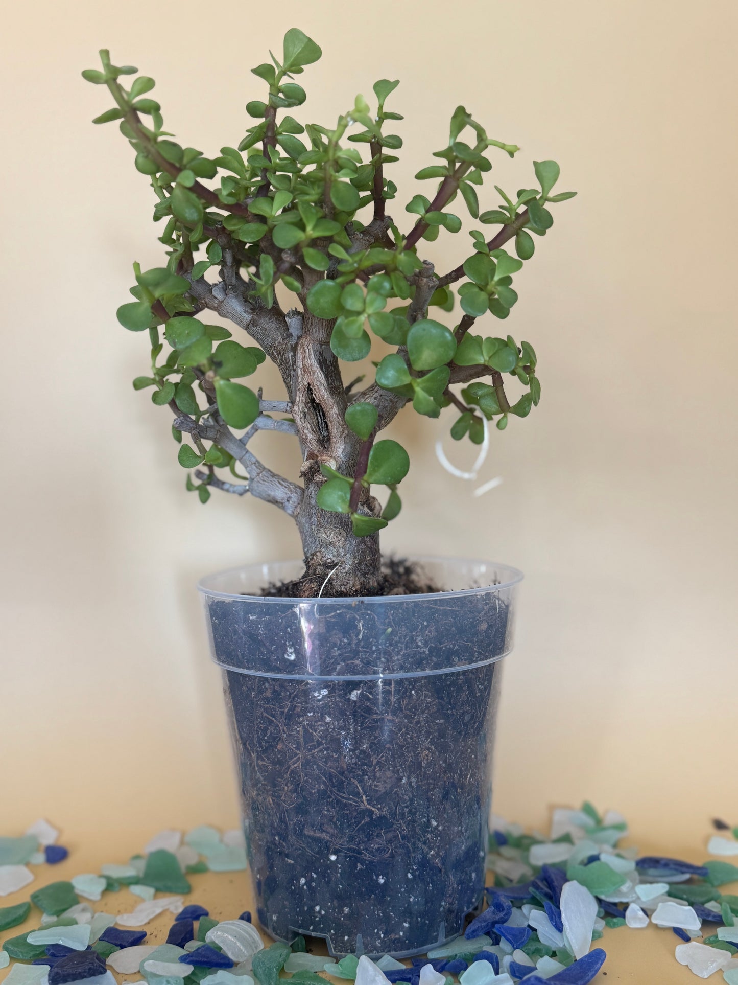Bonsai Jade Dwarf Green