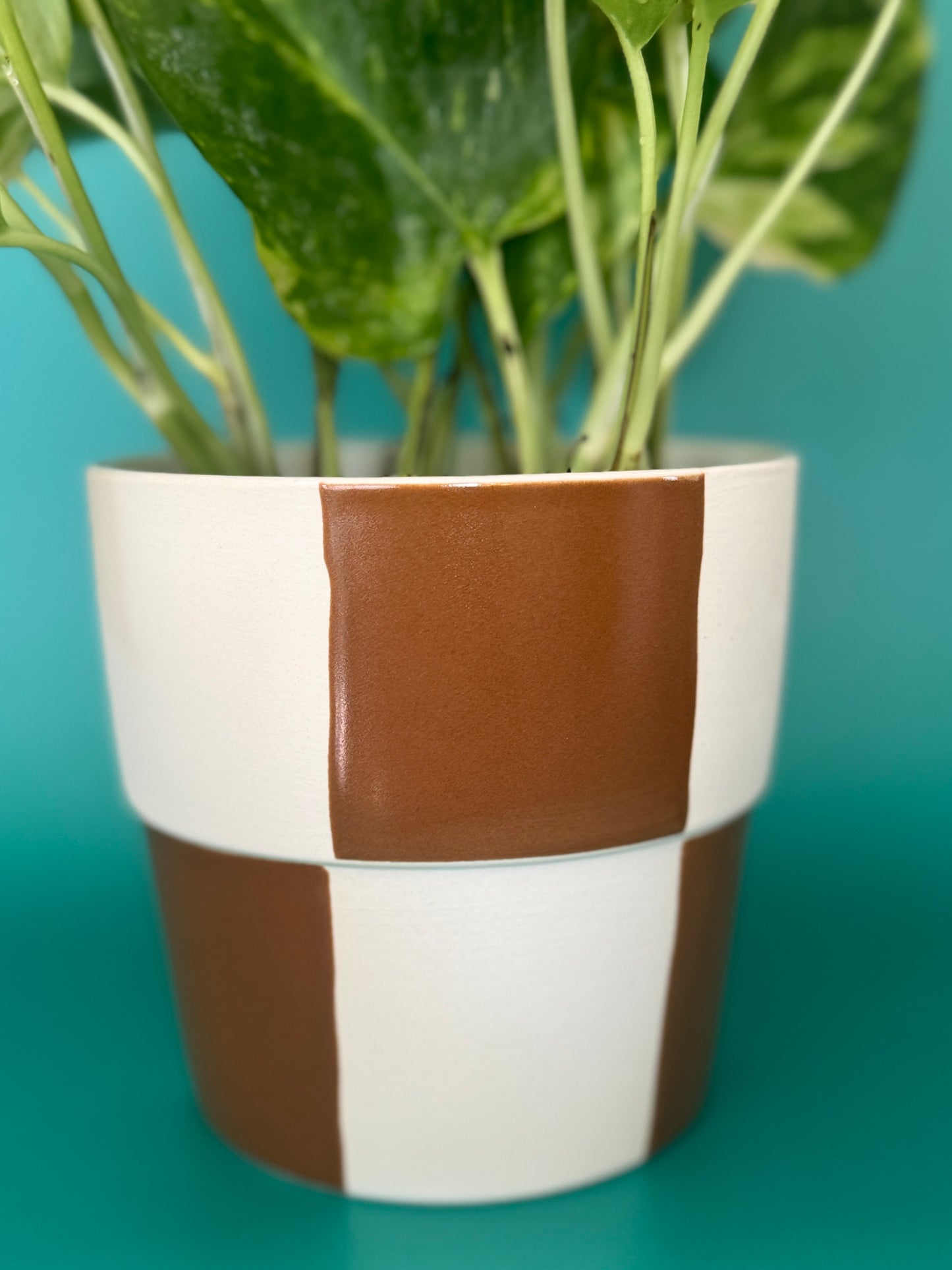 Checkerboard Pot with Global Green Pothos