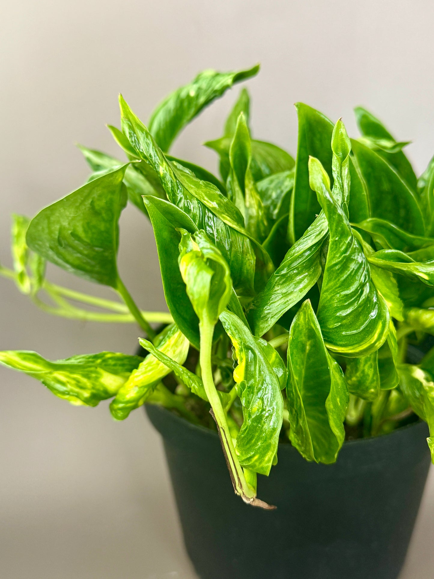 'Shangri La' Pothos