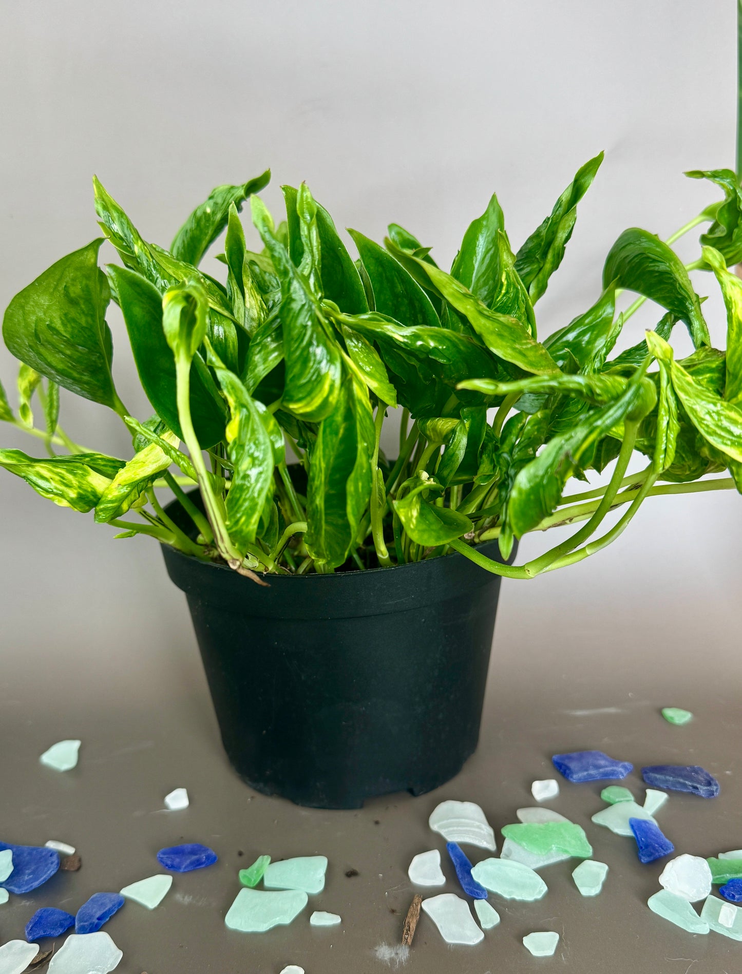 'Shangri La' Pothos