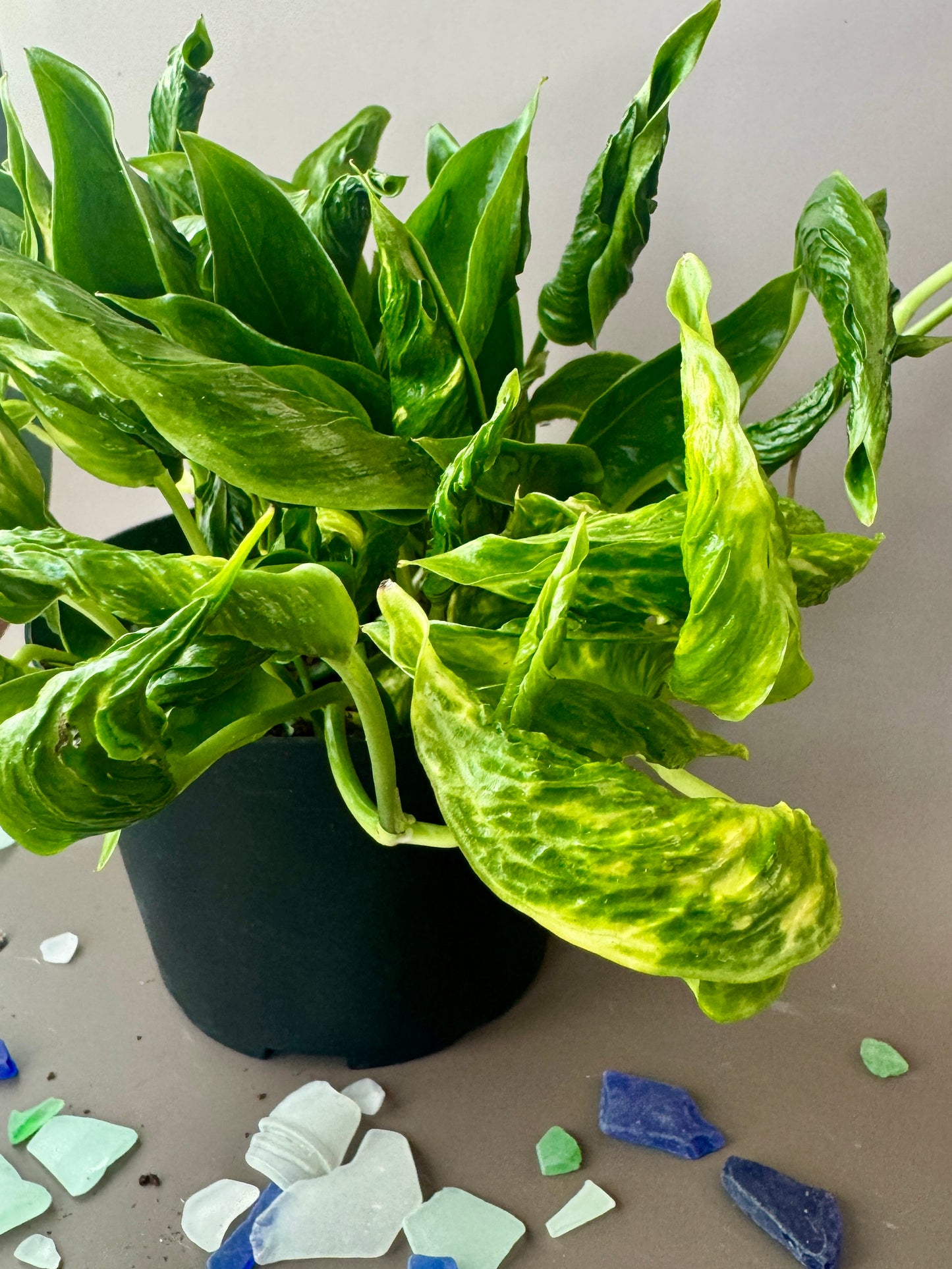 'Shangri La' Pothos