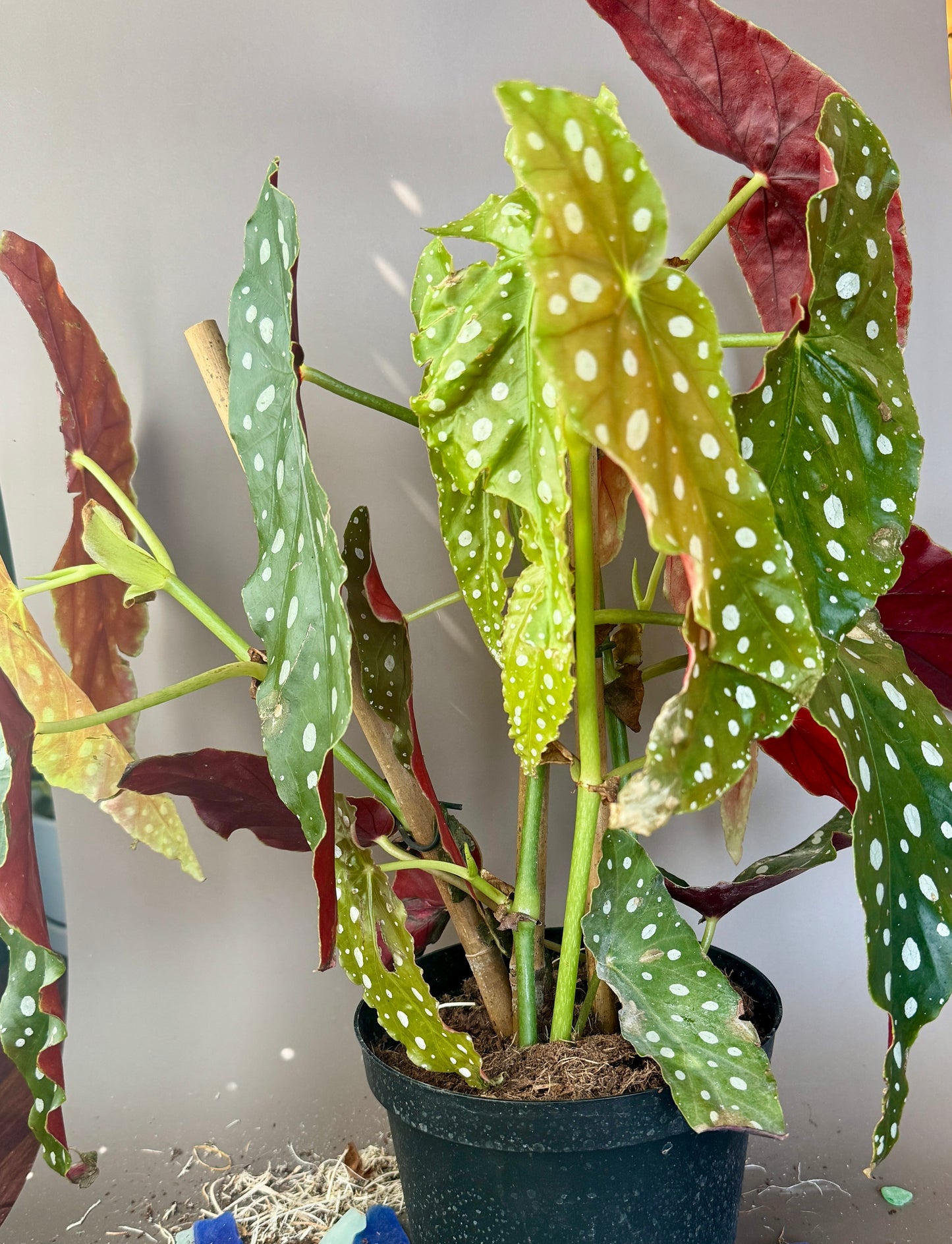 Begonia - Polka Dot