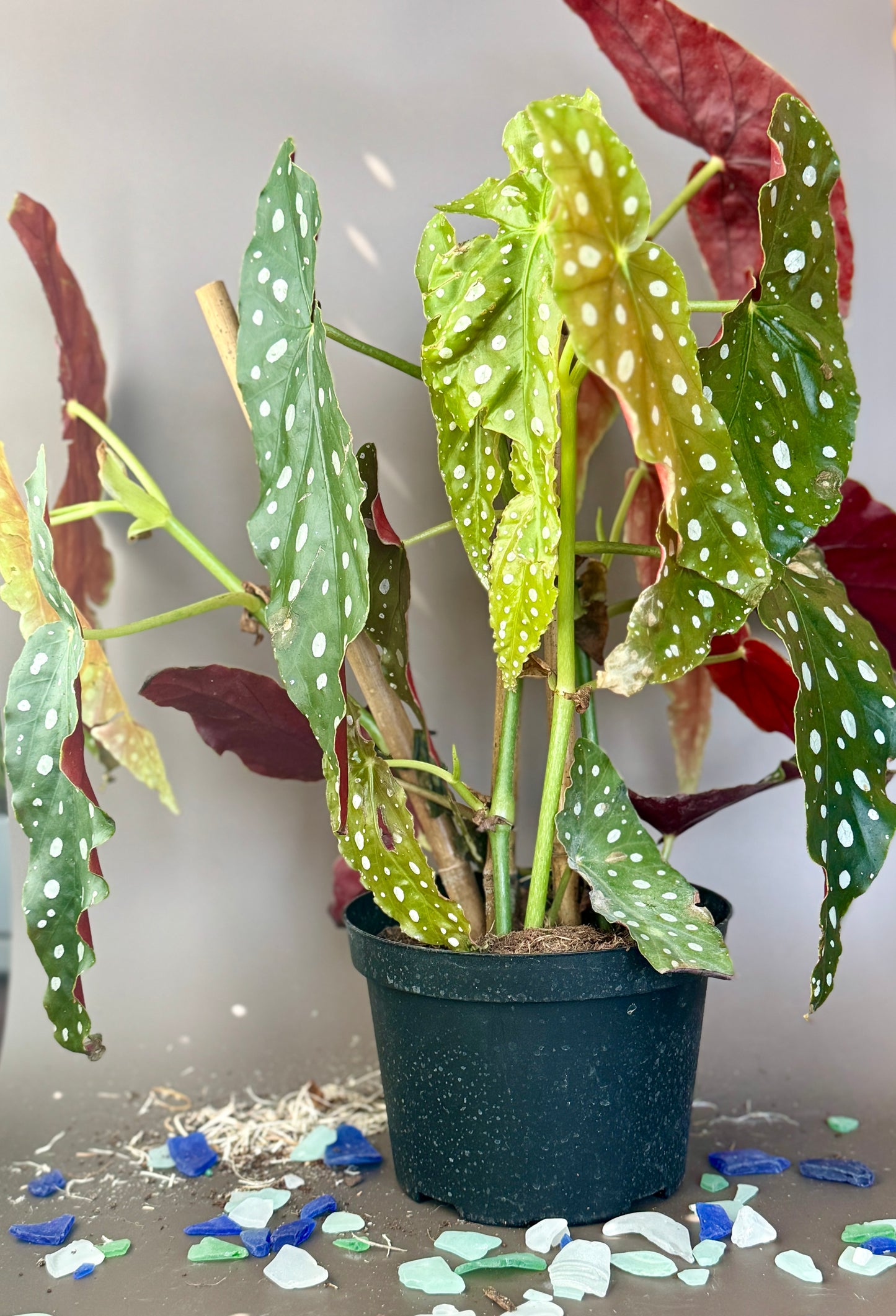 Begonia - Polka Dot
