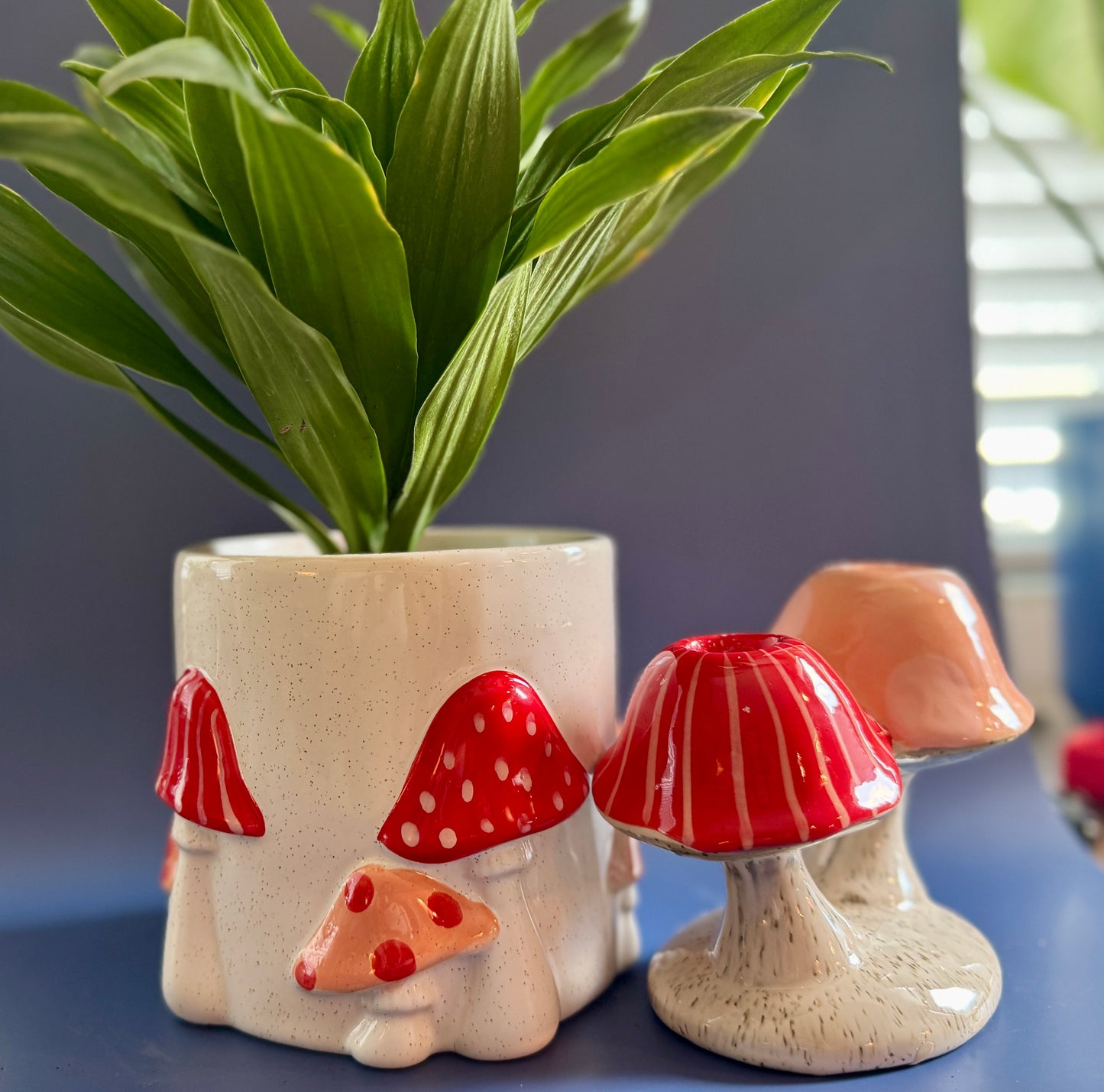 Toadstool Dreams