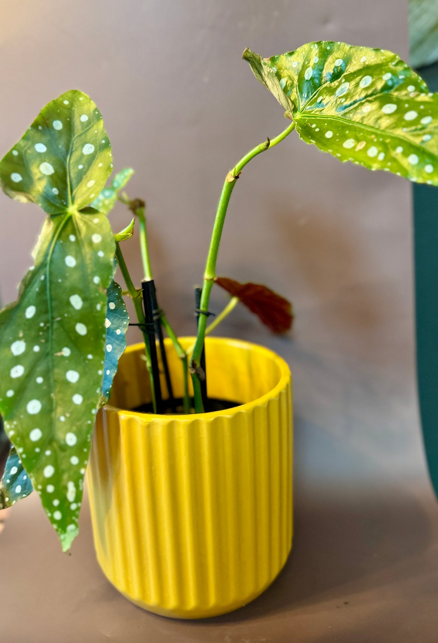Dotty Mae Yellow