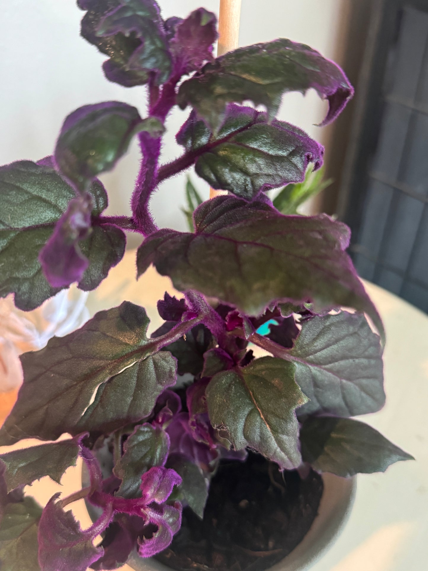 Velvet Vine
