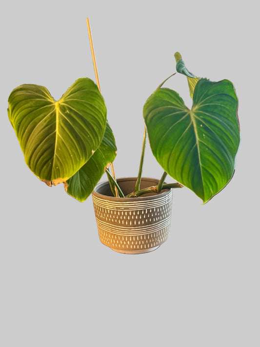 Tribal Planter — 8.25” x 6.5”