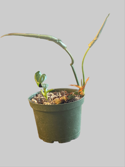 Philodendron Gloriosum — 6” Grower Pot🌿