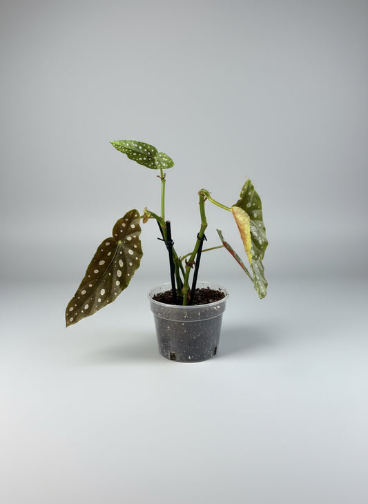 Begonia Maculata ‘Polka Dot’ — 6” Grower Pot