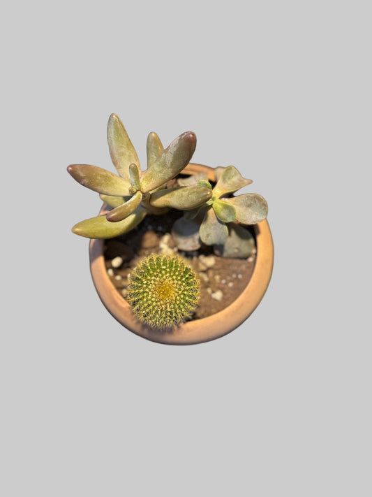 Succulent & Cactus Mini Garden – 4.5” Clay Bowl