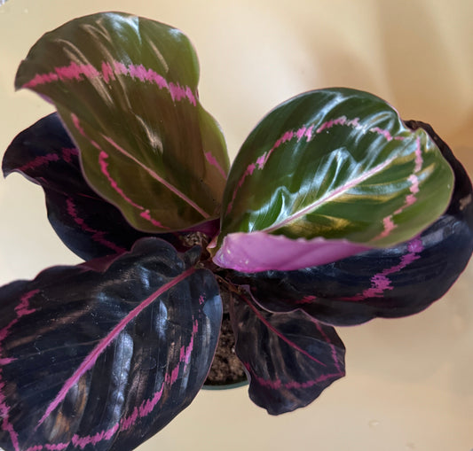 Calathea Dottie - 4"
