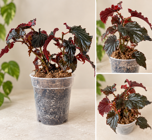 Begonia 'Black Magic' - 5" Pot