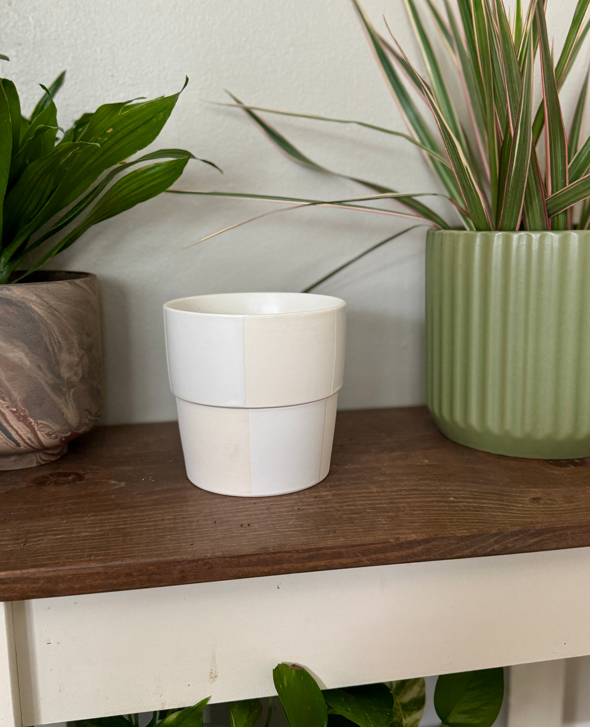 White Checkered Planter with Croton 'Picasso'