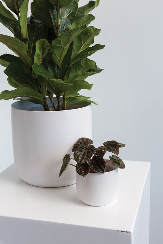 White Mini Pot