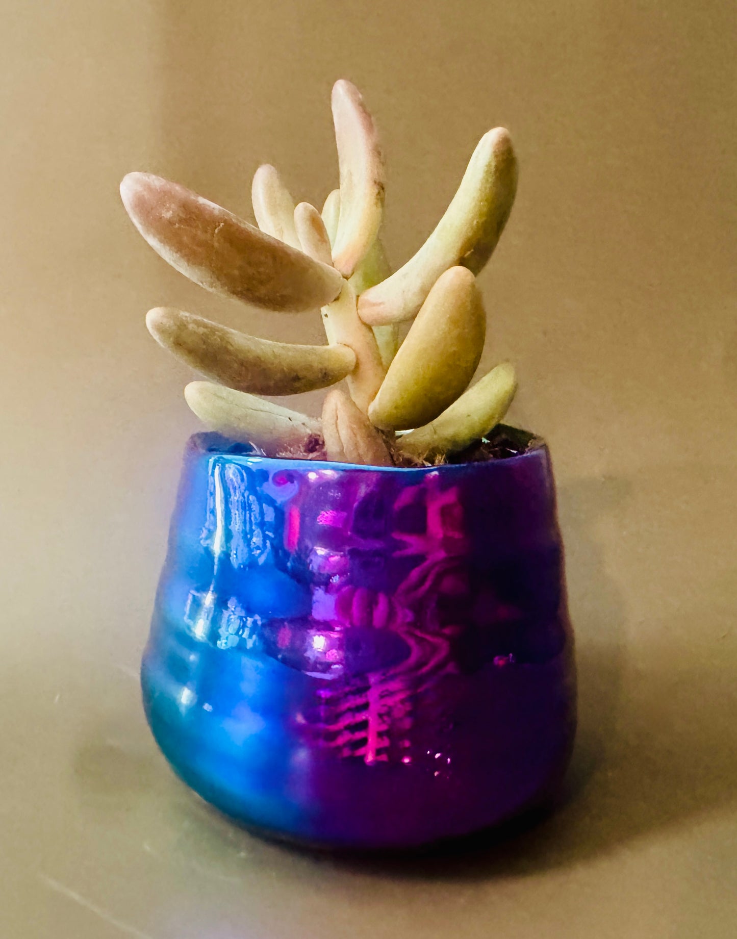 Petal