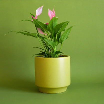 Mini Yellow Pot