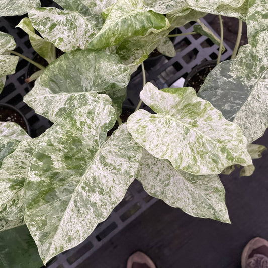 Alocasia Blizzard ❄️🌿