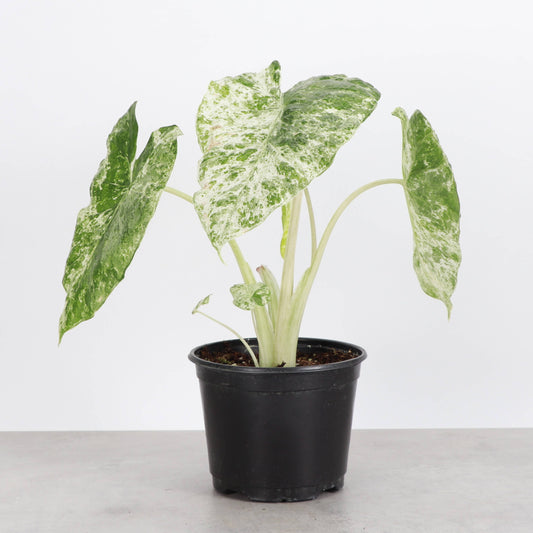 Alocasia Blizzard ❄️🌿