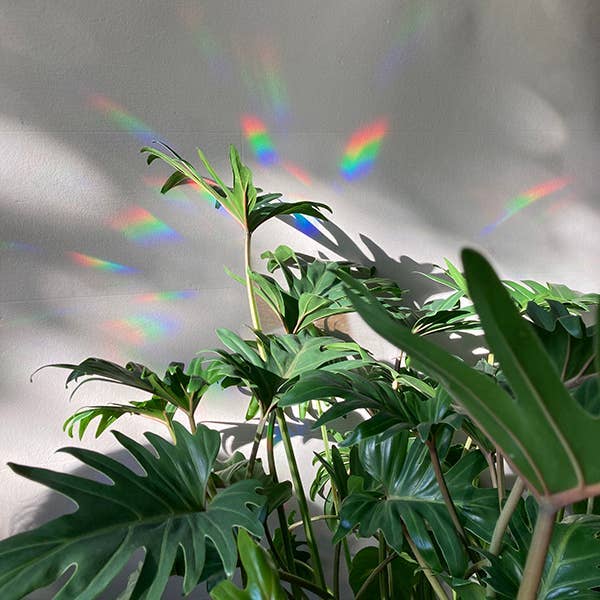 Rainbow maker sticker - Rainbow Drizzle
