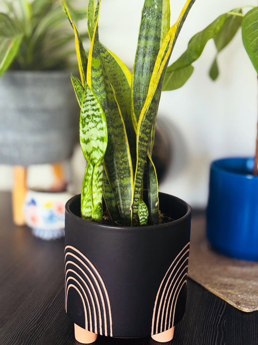 Asha Pot with Snake Plant