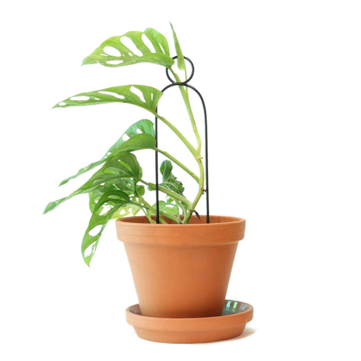 Mini Plant Stake - Black