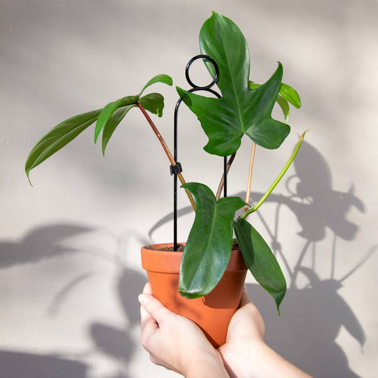 Mini Plant Stake - Black