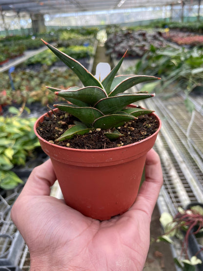 Snake Plant Lavranos | 4” Nursery Pot