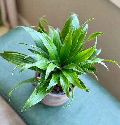 Dracaena in Marbled Pot