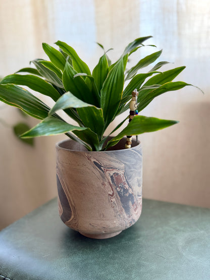 Dracaena in Marbled Pot