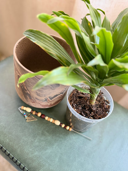 Dracaena in Marbled Pot