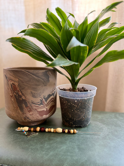 Dracaena in Marbled Pot