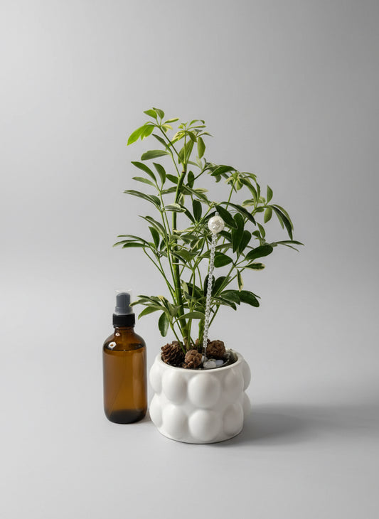 Winter Plant Box! ❄️ - Pre-Order - Will ship 12/05