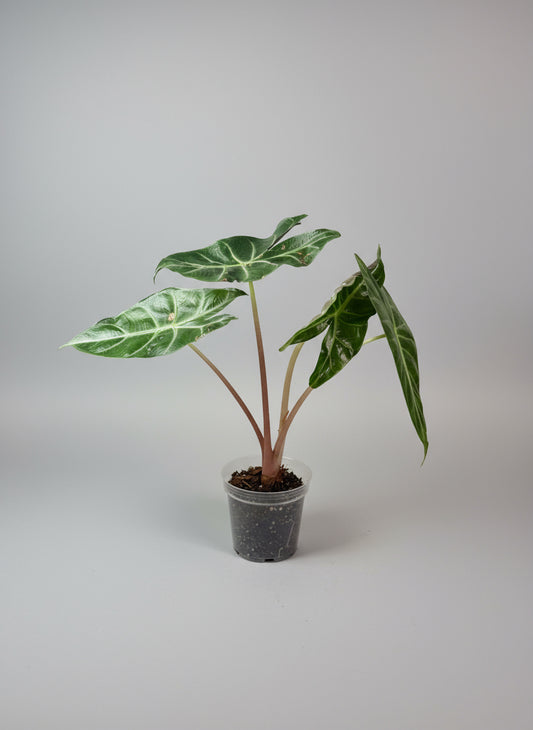 Alocasia ‘Pink Dragon’ (4” Grower Pot) 🌿
