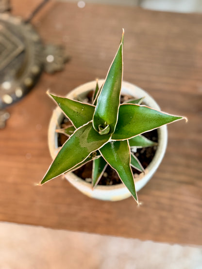 Mojave Forest Pot with Snake Lavranos