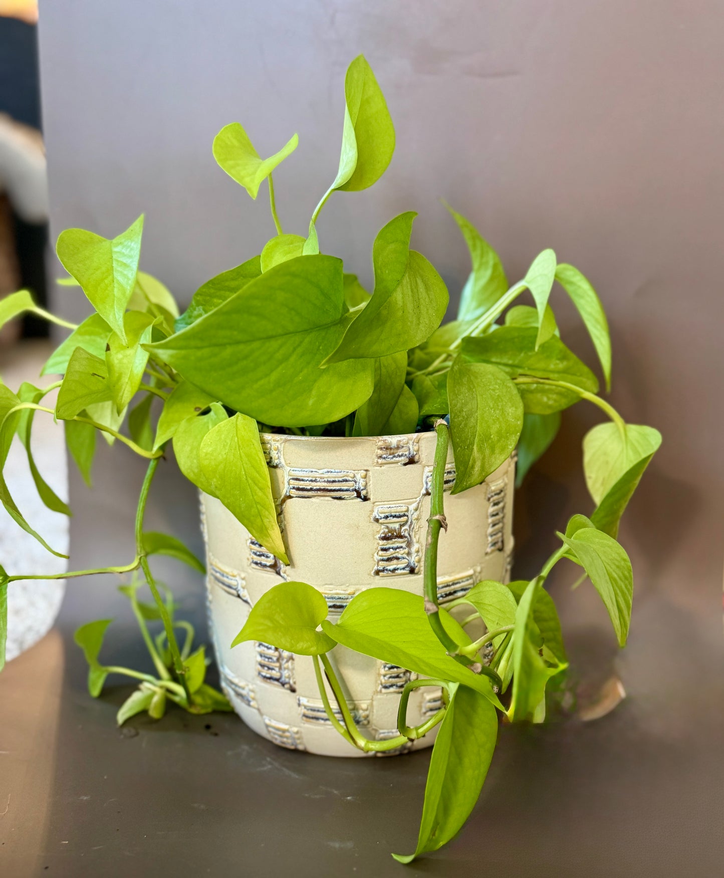Anselm Pot with Neon Pothos