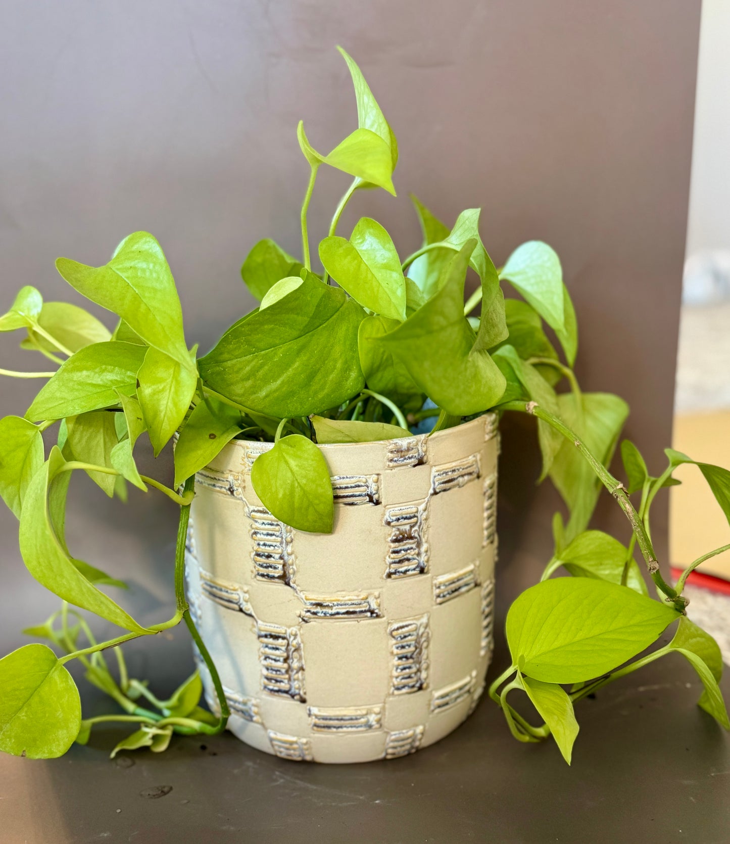 Anselm Pot with Neon Pothos
