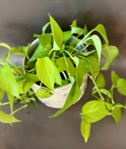 Anselm Pot with Neon Pothos