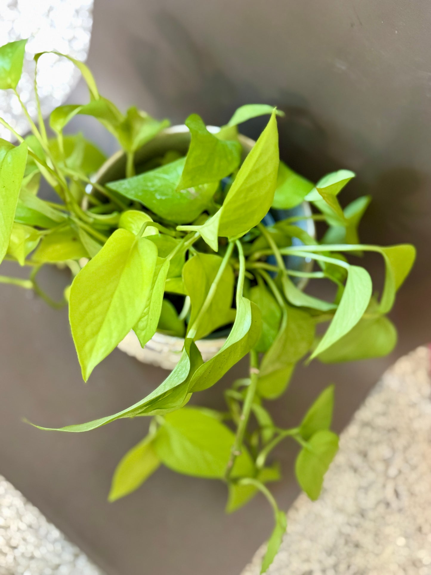 Anselm Pot with Neon Pothos