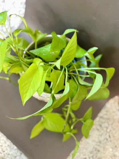 Anselm Pot with Neon Pothos